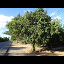 Ein Tamarindenbaum